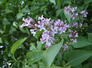 یاس خوشه ای